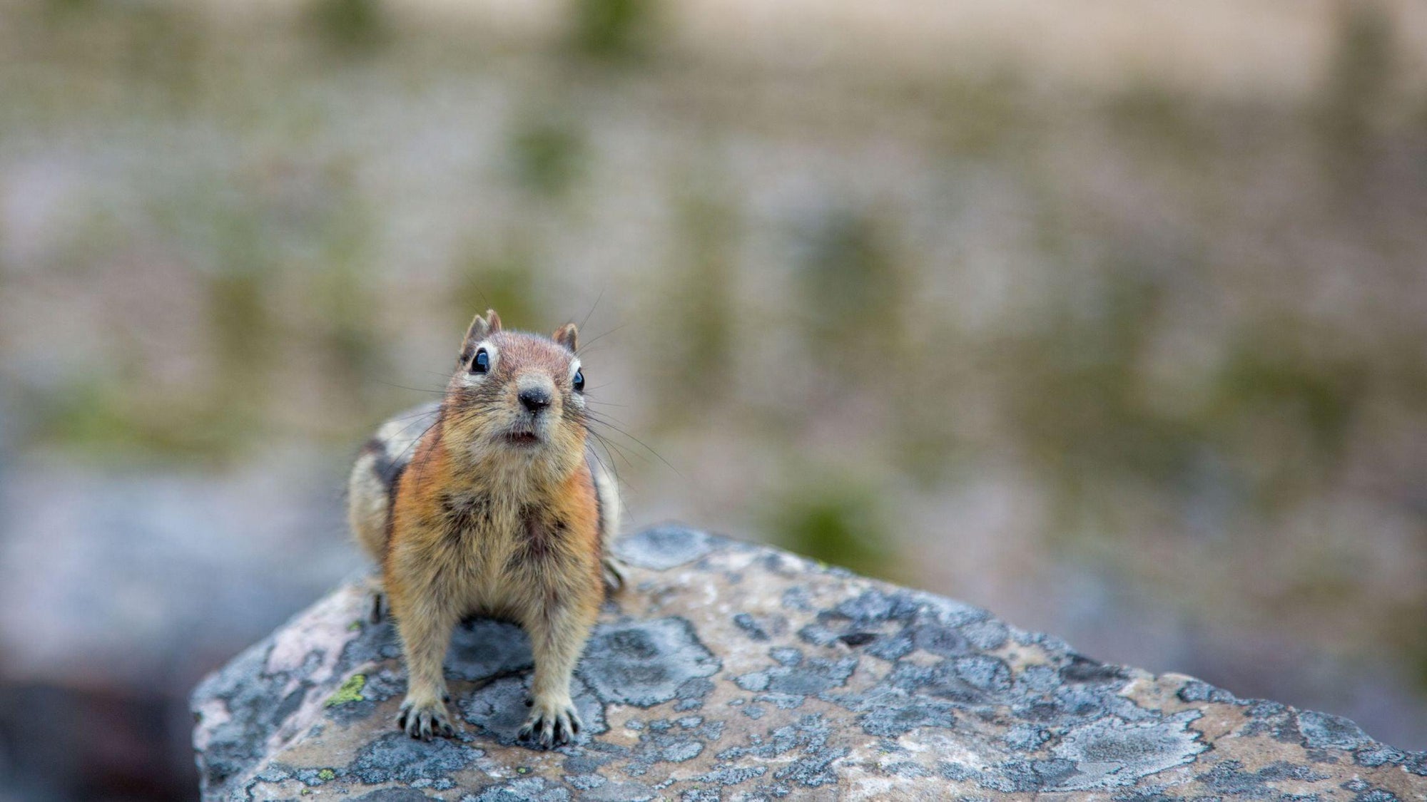 Field Notes: Celebrate World Environment Day by Journaling in the Wild - Wild | Life Outdoor Adventures