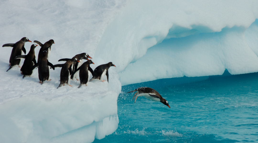 Why Penguins Are So Cool (Literally!)