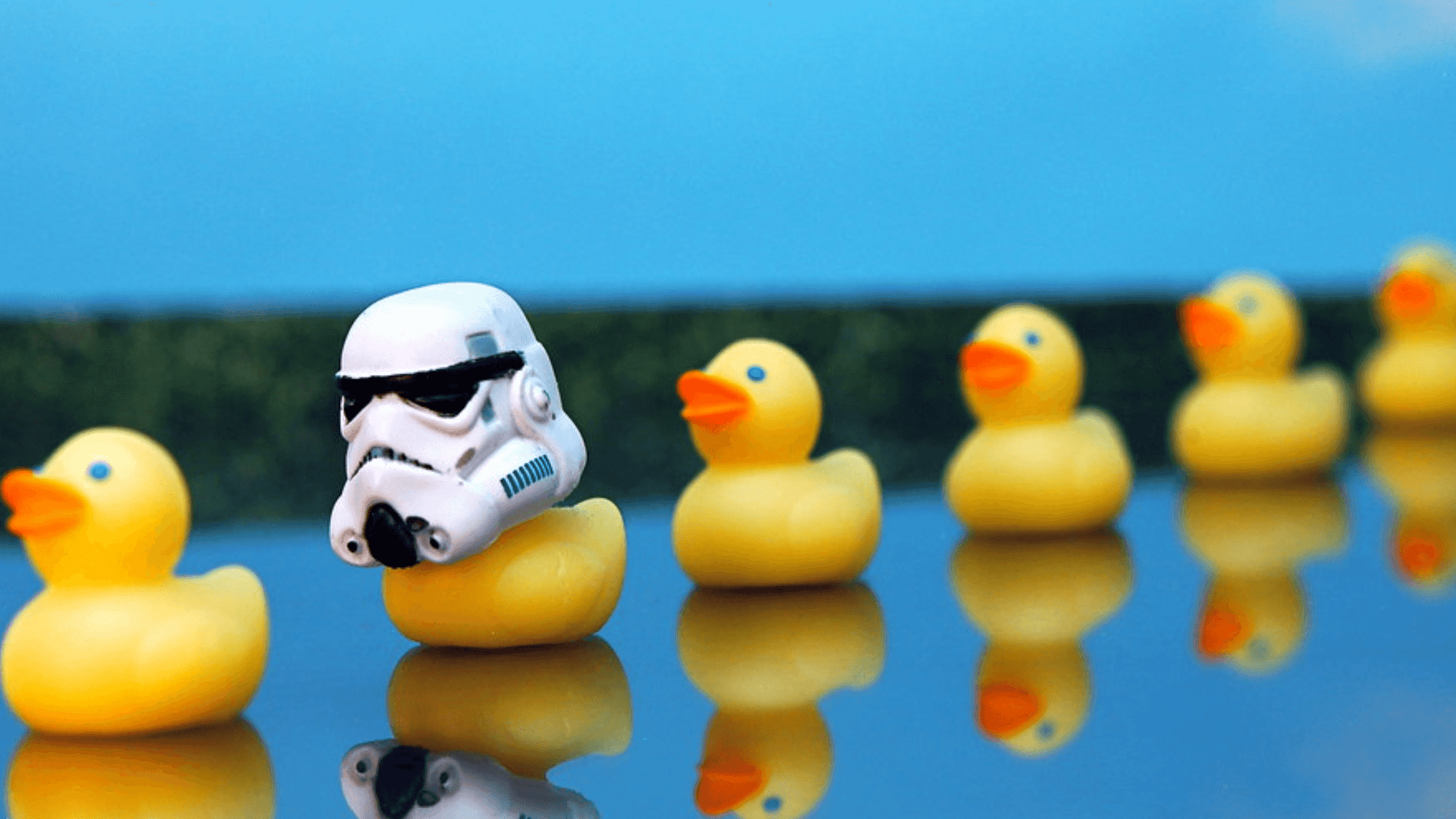 What ‘Star Wars’ Taught Me About Raising Ducks - Wild | Life Outdoor Adventures