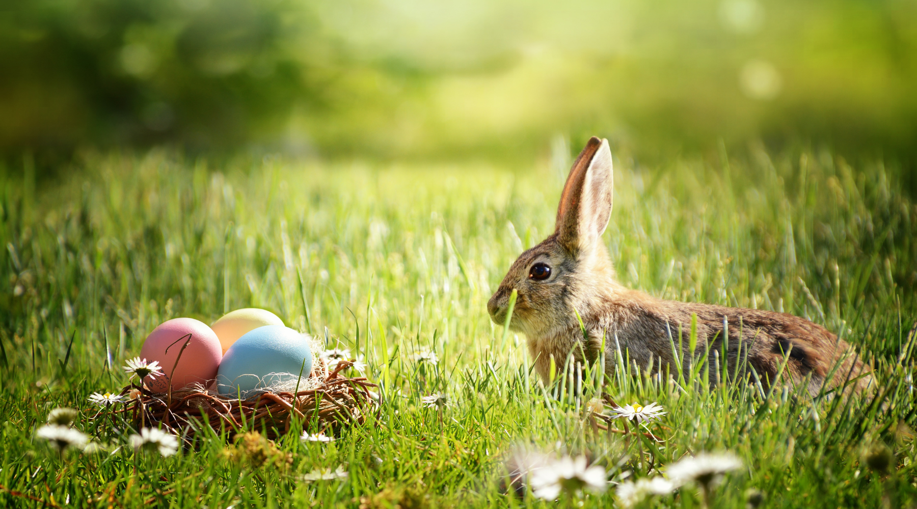 Get Outside and Enjoy Easter Fun This Year! – Wild | Life Outdoor ...