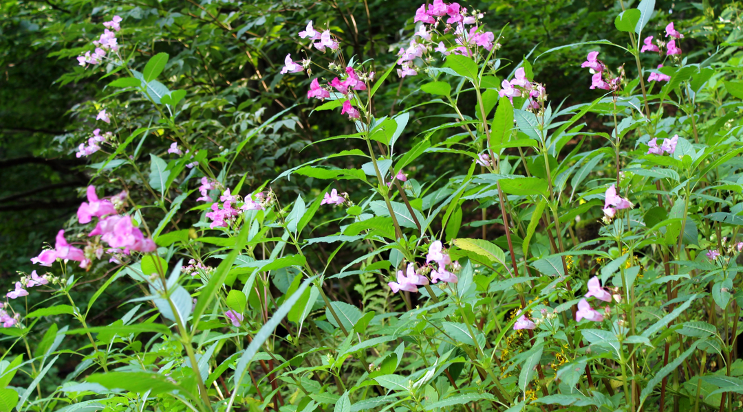 Invaders Among Us: Teaching Kids About Invasive Species