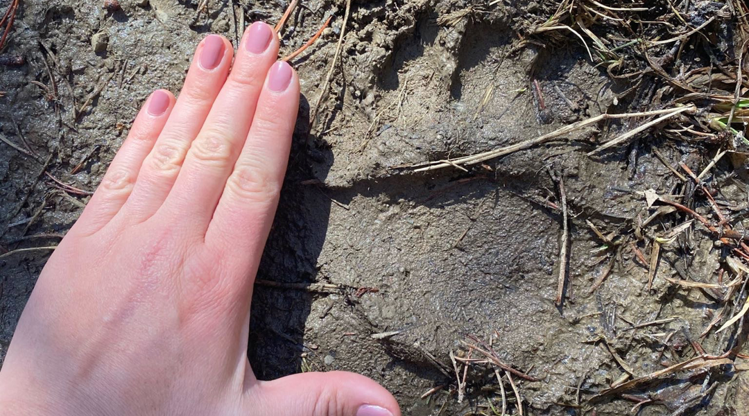 Backyard Animal Tracking for Curious Kids