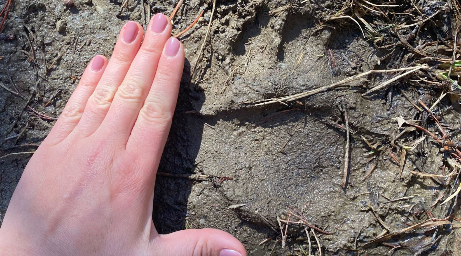 Backyard Animal Tracking for Curious Kids