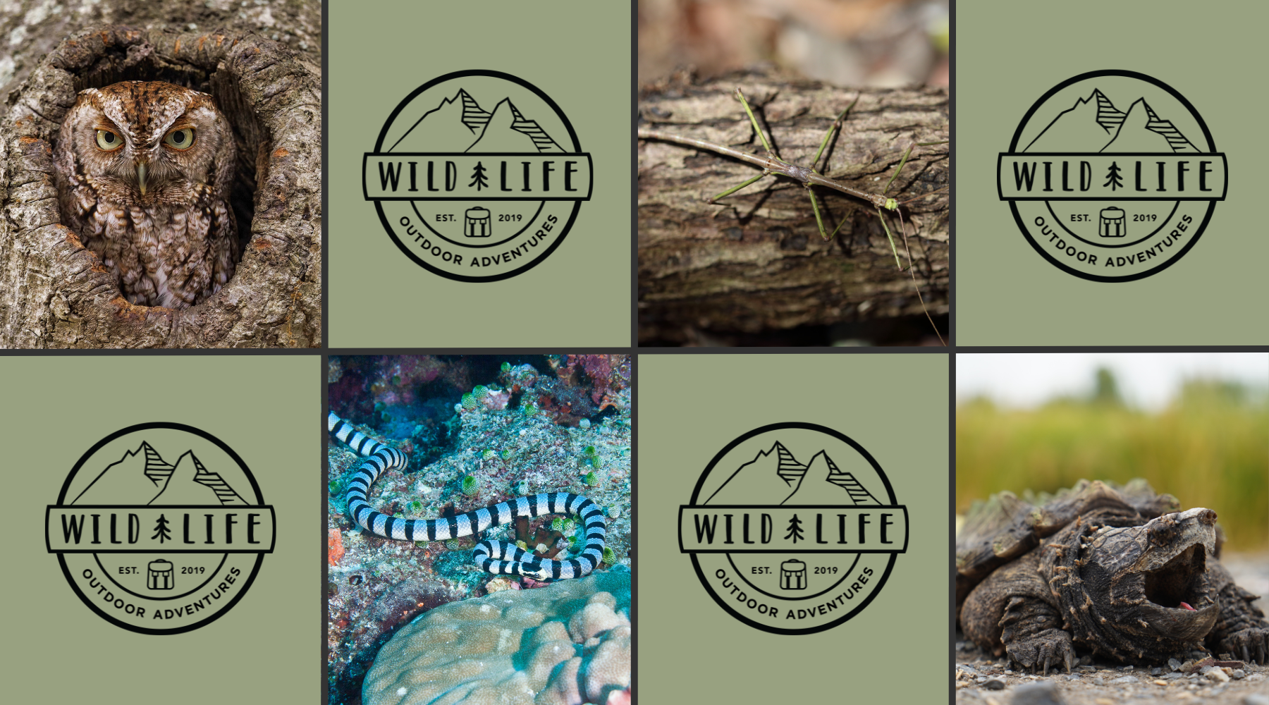 Nature’s Tricksters: Animal Pranks and Outdoor Camouflage Masters