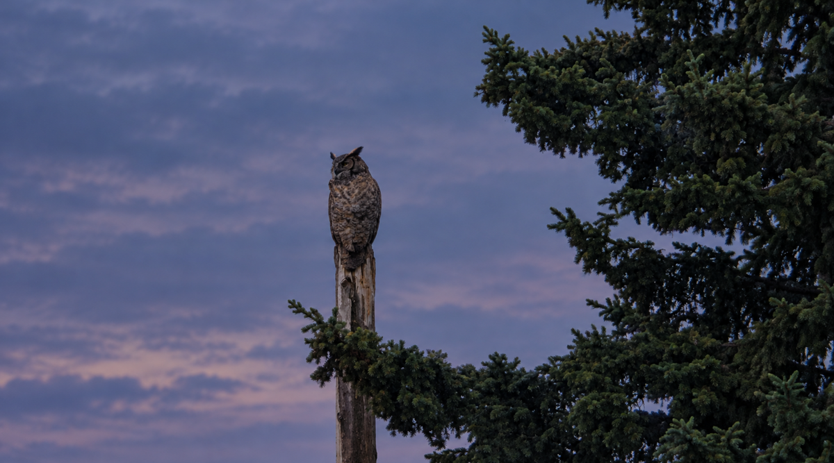 Not So Spooky: The Truth About Bats and Other Nighttime Animals