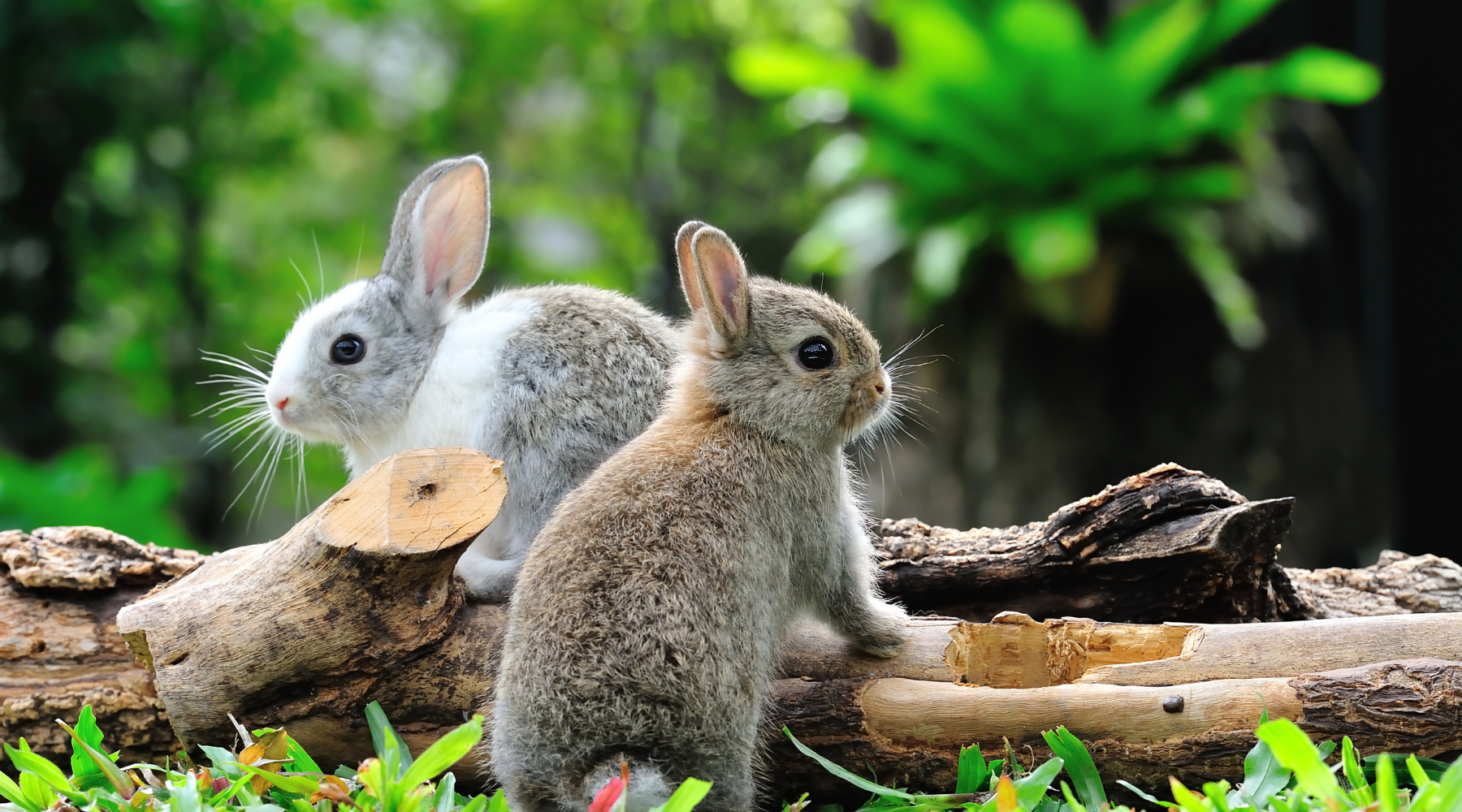 Fun Facts about Rabbits You Didn't Know – Wild | Life Outdoor Adventures
