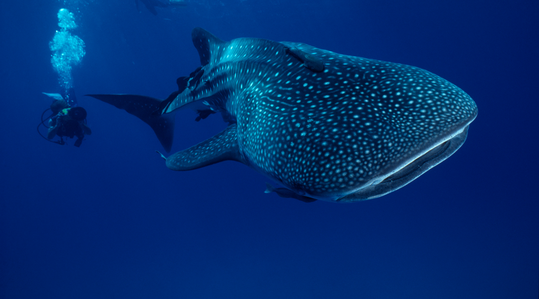 Gentle Giants: Celebrate Whale Sharks with a Landlocked Adventure