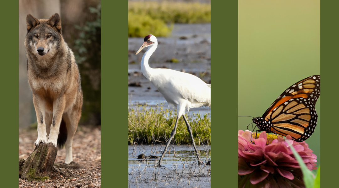 Wildlife Conservation Day: 3 Rare Animals Your Kids Will Love Learning About