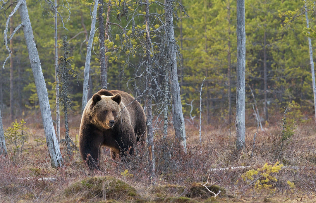 BEAR AND COUGAR AWARENESS